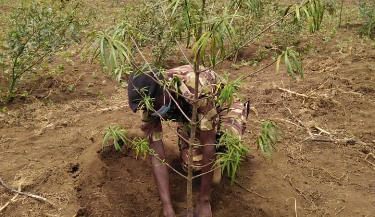 KDF PLANTS MORE TREES