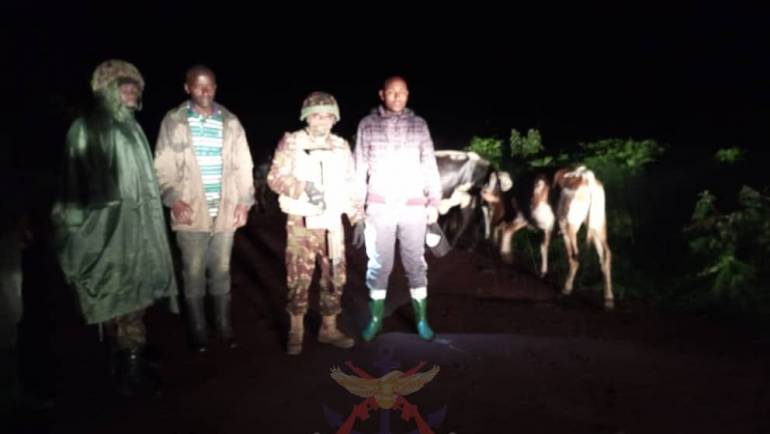 MULTI-AGENCY EFFORTS RECOVER LOST CATTLE IN EASTERN DRC