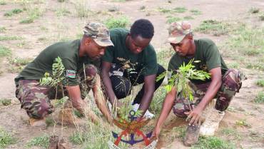 KDF, DEDAN KIMATHI FOUNDATION AND KFS JOIN HANDS IN MASSIVE TREE PLANTING EXERCISE