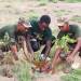 KDF, DEDAN KIMATHI FOUNDATION AND KFS JOIN HANDS IN MASSIVE TREE PLANTING EXERCISE 