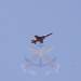 STRENGTHENING JOINT COMBAT READINESS THROUGH AIR TO GROUND INTEGRATION